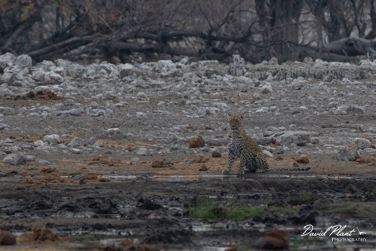 DPPhotography - Namibia - Leopard - E.jpg - Leopard female spotting prey - Etosha National Park