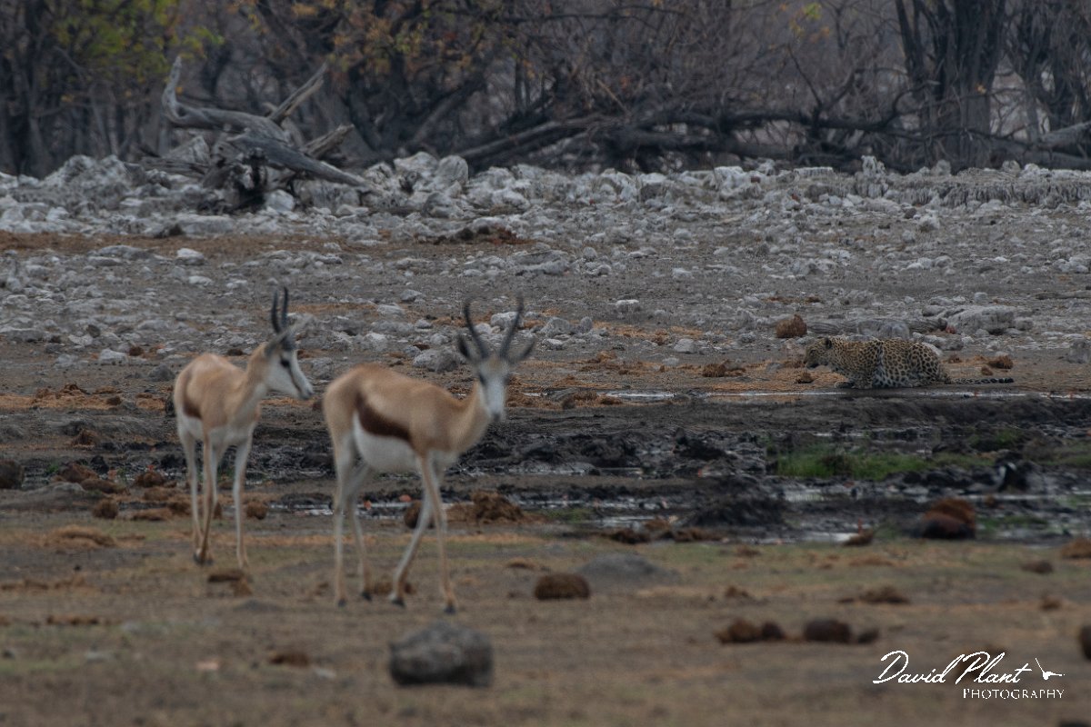 DPPhotography - Namibia - Leopard - G.jpg - Leopard female and springbok - Etosha National Park