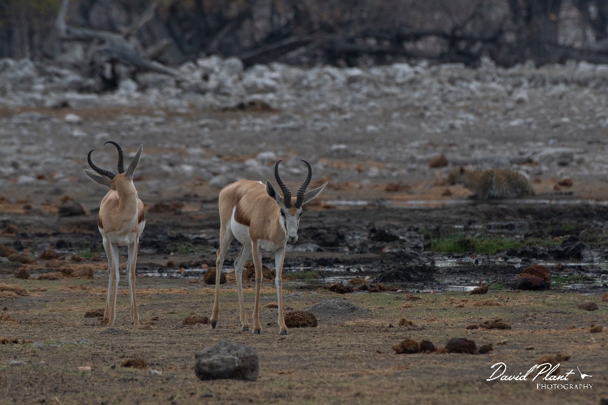DPPhotography - Namibia - Leopard - H.jpg - Leopard female and springbok - Etosha National Park