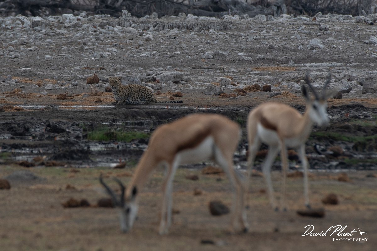 DPPhotography - Namibia - Leopard - J.jpg - Leopard female and springbok - Etosha National Park