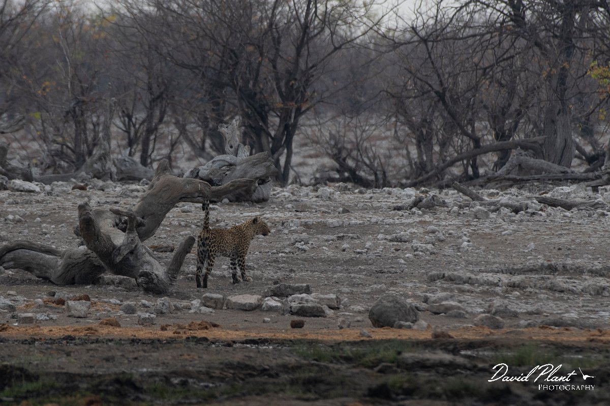 DPPhotography - Namibia - Leopard - K.jpg - Leopard female scent marking - Etosha National Park
