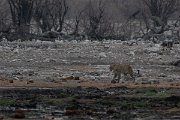 DPPhotography - Namibia - Leopard - B