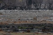 DPPhotography - Namibia - Leopard - C