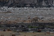 DPPhotography - Namibia - Leopard - D