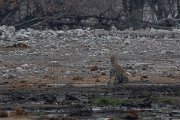 DPPhotography - Namibia - Leopard - E