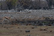 DPPhotography - Namibia - Leopard - F