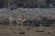 DPPhotography - Namibia - Leopard - G