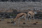 DPPhotography - Namibia - Leopard - J