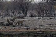 DPPhotography - Namibia - Leopard - K
