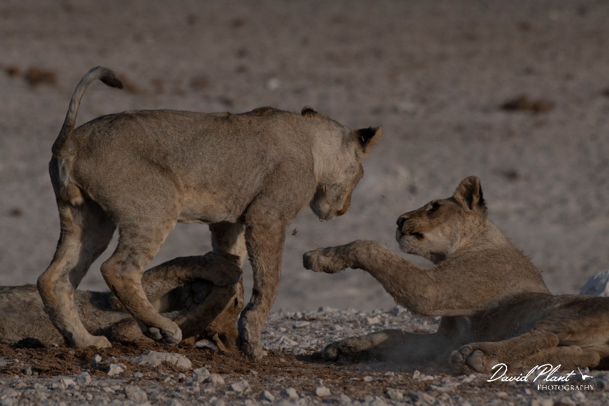DPPhotography - Namibia - Lion - AB.jpg - Lion cubs playing - Etosha National Park