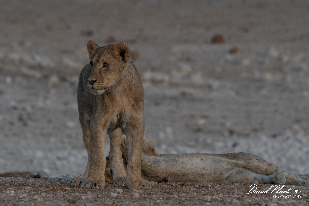 DPPhotography - Namibia - Lion - AD.jpg - Lion cubs - Etosha National Park
