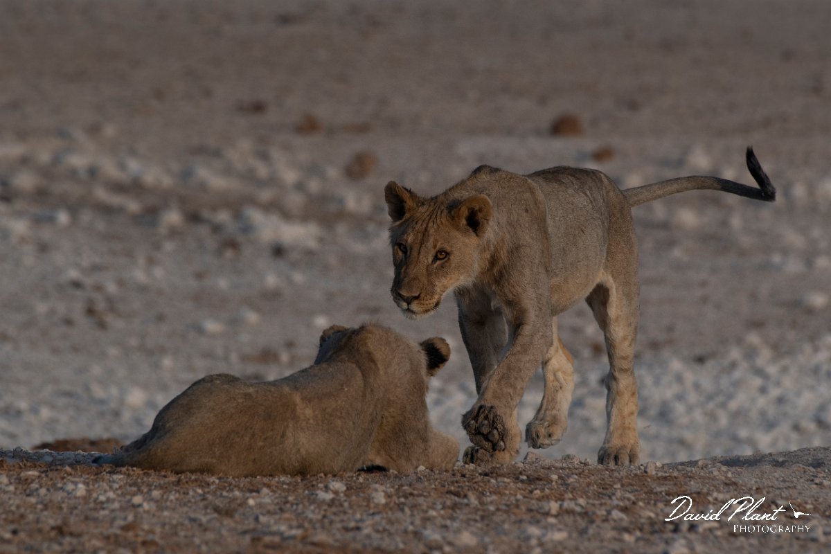 DPPhotography - Namibia - Lion - AE.jpg - Lion cubs playing - Etosha National Park