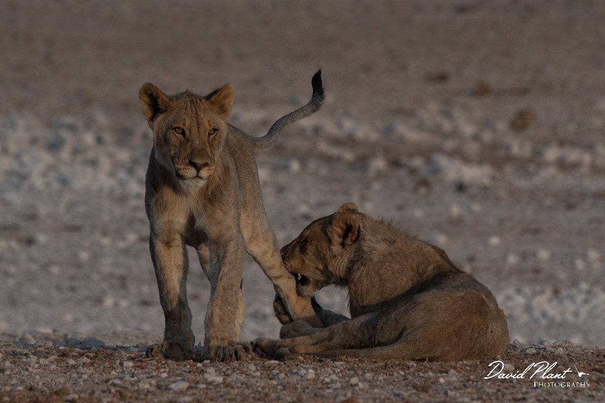 DPPhotography - Namibia - Lion - AF.jpg - Lion cubs playing - Etosha National Park