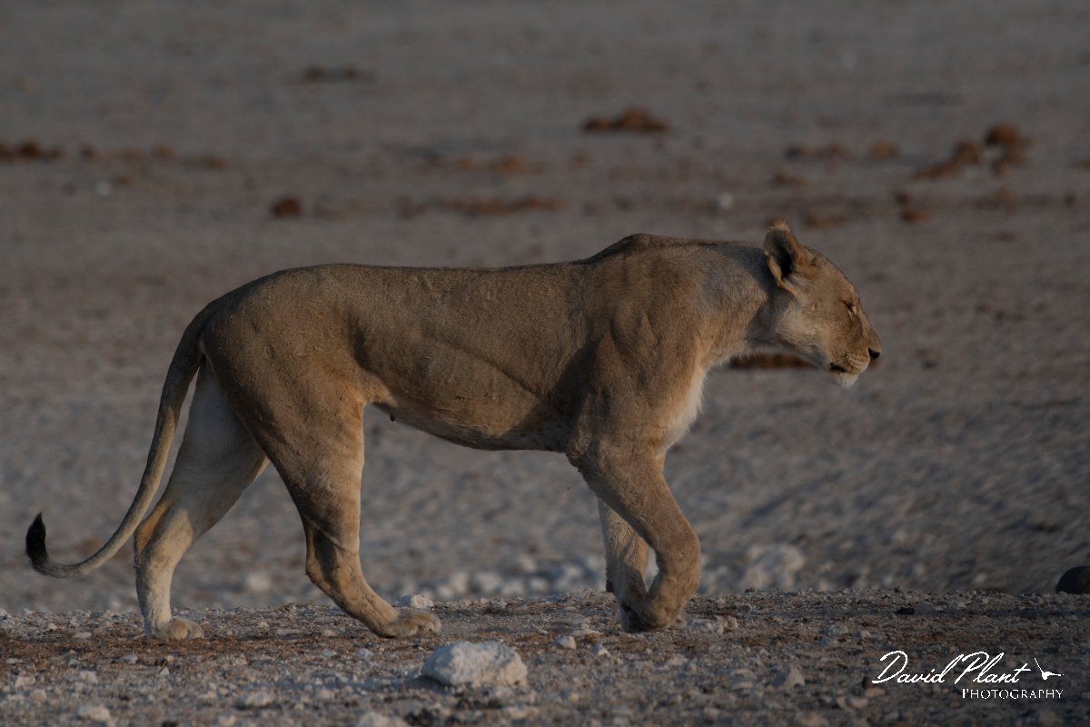 DPPhotography - Namibia - Lion - AH.jpg - Lion female - Etosha National Park
