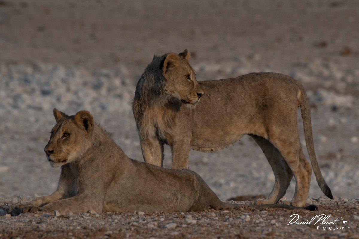 DPPhotography - Namibia - Lion - AI.jpg - Lion cubs - Etosha National Park