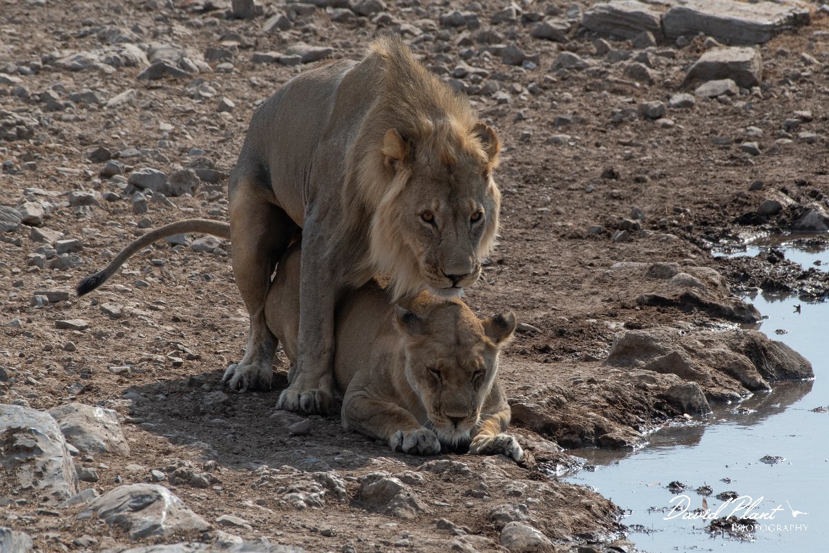 DPPhotography - Namibia - Lion - F.jpg - Lions mating - Etosha National Park