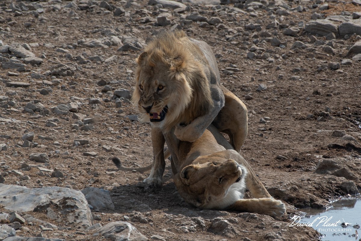 DPPhotography - Namibia - Lion - H.jpg - Lions mating - Etosha National Park