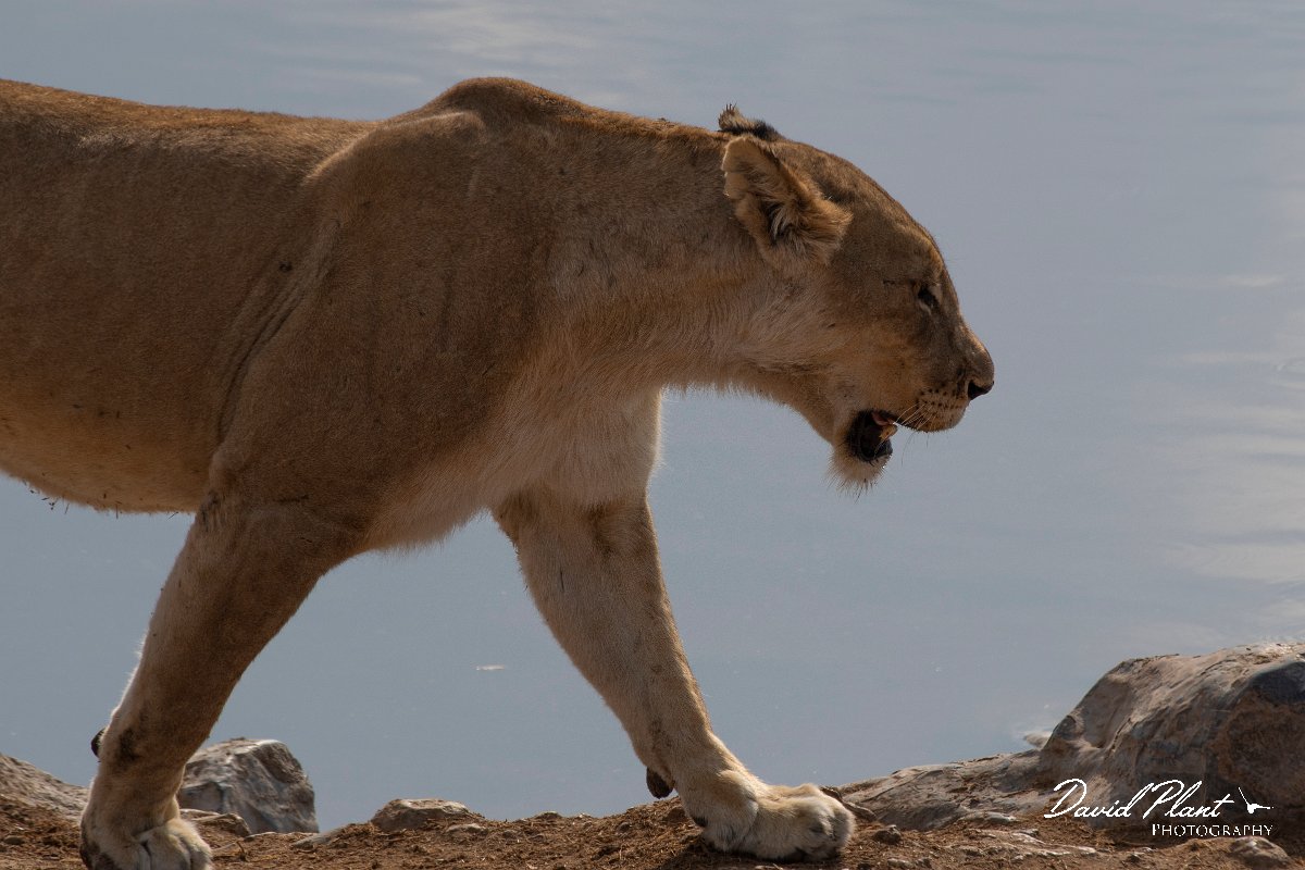 DPPhotography - Namibia - Lion - J.jpg