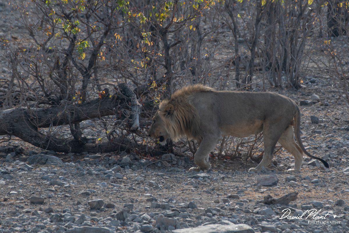 DPPhotography - Namibia - Lion - L.jpg - Lion male - Etosha National Park