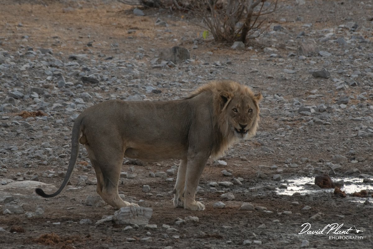 DPPhotography - Namibia - Lion - O.jpg - Lion male - Etosha National Park