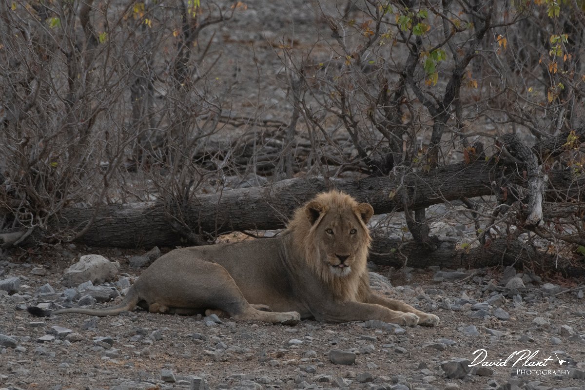 DPPhotography - Namibia - Lion - P.jpg - Lion male - Etosha National Park