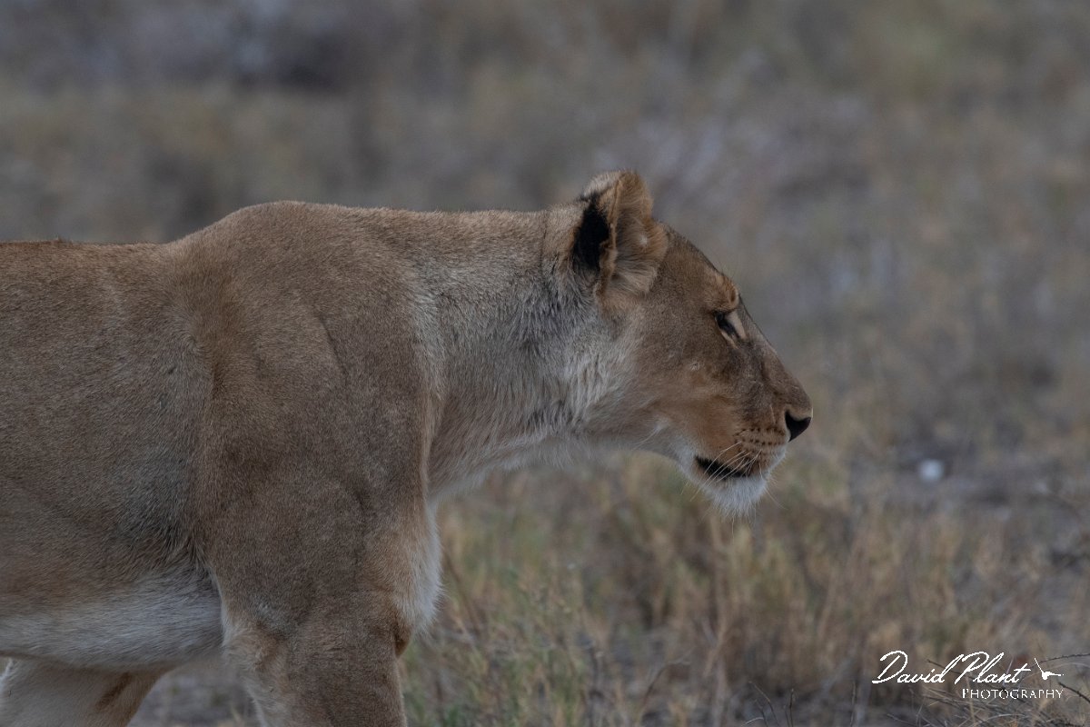 DPPhotography - Namibia - Lion - S.jpg - Lion female - Etosha National Park