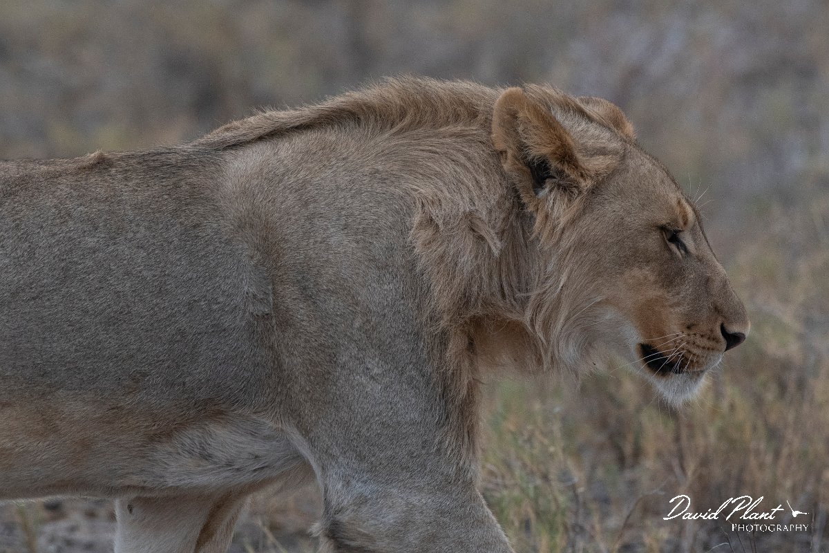 DPPhotography - Namibia - Lion - W.jpg - Lion young male - Etosha National Park