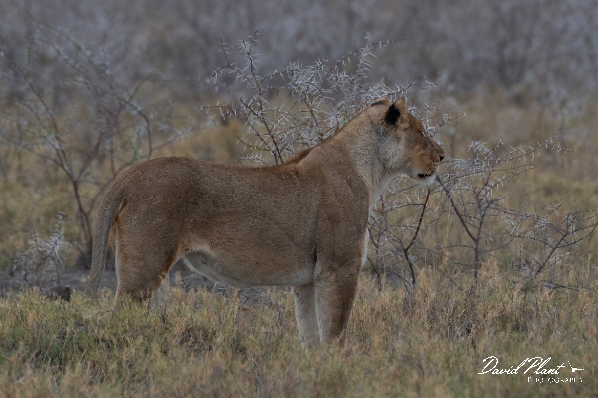 DPPhotography - Namibia - Lion - X.jpg - Lion female - Etosha National Park