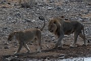 DPPhotography - Namibia - Lion - A