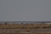DPPhotography - Namibia - Lion - AA