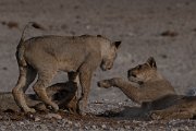 DPPhotography - Namibia - Lion - AB