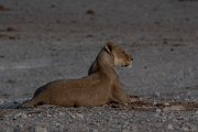 DPPhotography - Namibia - Lion - AC