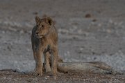 DPPhotography - Namibia - Lion - AD