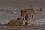 DPPhotography - Namibia - Lion - AE