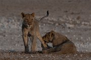 DPPhotography - Namibia - Lion - AF