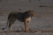 DPPhotography - Namibia - Lion - AG