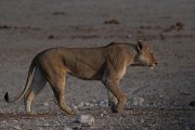 DPPhotography - Namibia - Lion - AH