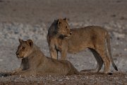 DPPhotography - Namibia - Lion - AI