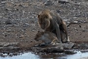 DPPhotography - Namibia - Lion - B