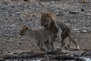 DPPhotography - Namibia - Lion - C