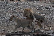 DPPhotography - Namibia - Lion - D