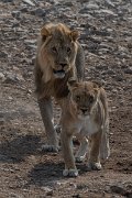 DPPhotography - Namibia - Lion - E