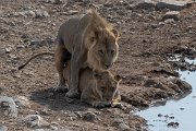 DPPhotography - Namibia - Lion - F