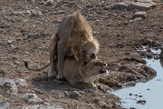 DPPhotography - Namibia - Lion - G