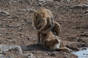 DPPhotography - Namibia - Lion - H