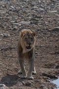 DPPhotography - Namibia - Lion - I