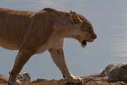 DPPhotography - Namibia - Lion - J