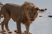 DPPhotography - Namibia - Lion - K