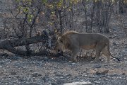 DPPhotography - Namibia - Lion - L