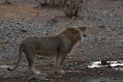 DPPhotography - Namibia - Lion - M